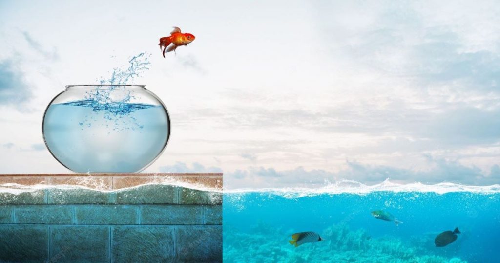 goldfish leaps out fishbowl into sea