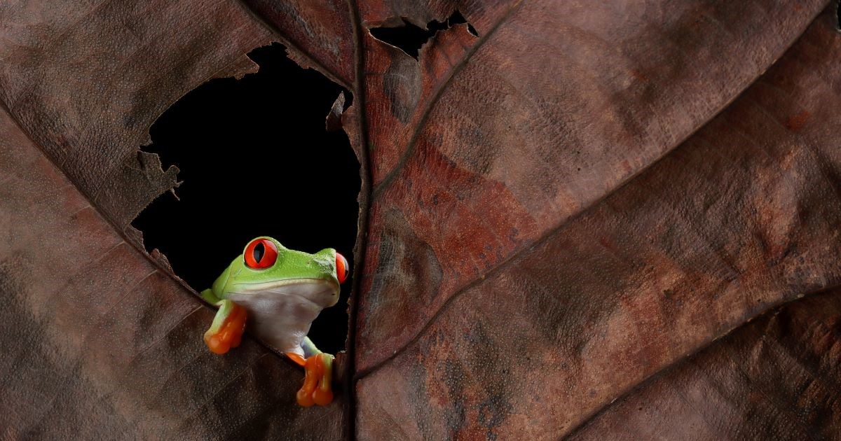 red eyed tree frog sitting hole in leaf closeup