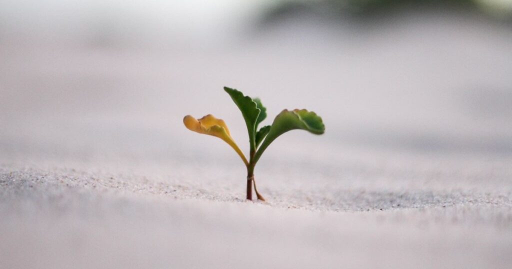 closeup shot yellow green plant growing in sand